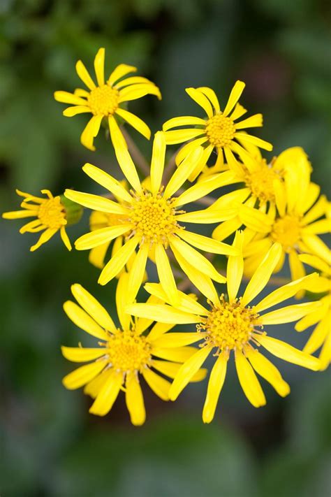 May also be grown in sun. 15 Best Shade Perennials - Shade-Loving Perennial Flowers ...