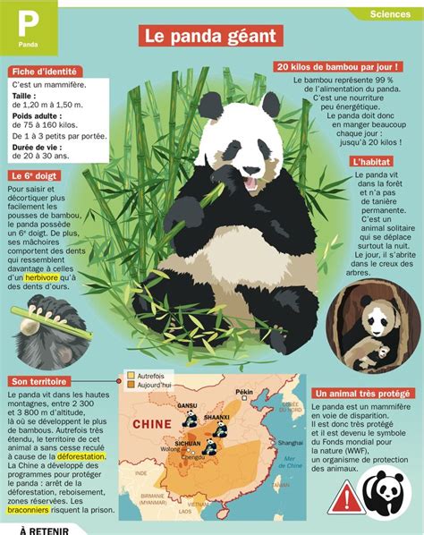 Educational Infographic Le Panda Géant Your