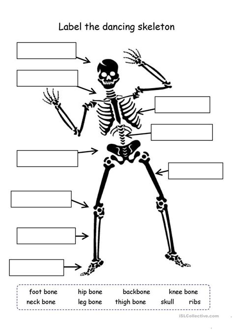 Human Skeleton Blank Diagram Tenderness Co Inside Sku
