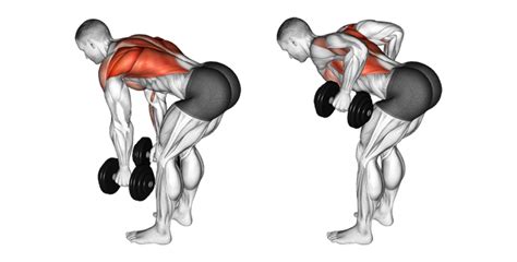 Build A Great Upper Back With Standing Two Dumbbell Bent Over Rows Member Login Area Tom