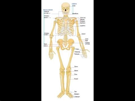 The rib cage is the part of the axial skeleton that protects the vital organs within the thoracic (chest) cavity and the upper part of the abdominal cavity. 14 Most Common Causes of Pain Under Right Rib Cage - YouTube