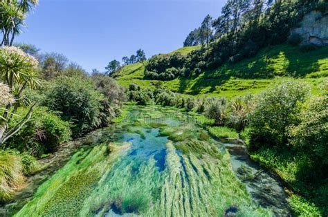 Blue Spring Which Is Located At Te Waihou Walkwayhamilton New Zealand