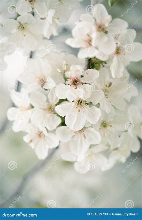 Lush Flowering Cherry Tree In The Garden White Delicate Cherry Flowers