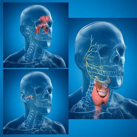 Ent Head And Neck Therapy Brochure Illustrations Lumen3d