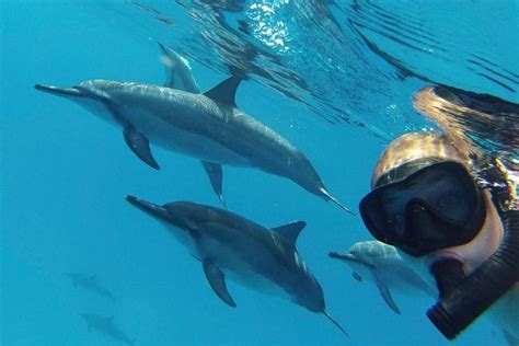 Dolphin Swim In Hilo Thelisttravel