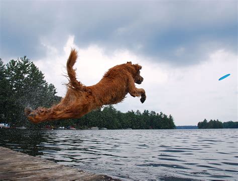 50 Photos Of Dogs Jumping Into Lakes Cottage Dog Lake Lake Cottage
