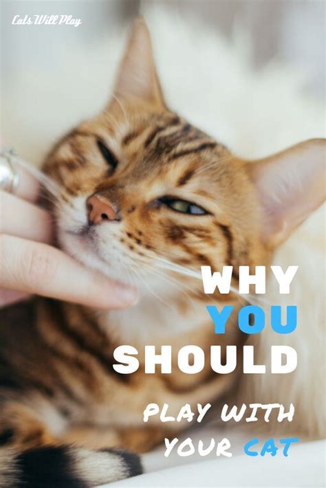 Why You Should Play With Your Cat Cats Will Play Cat Behavior Cats Cat Advice