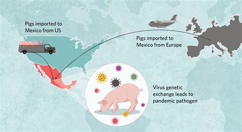 Infographic How H1n1 Came To Spark A Pandemic In 2009 Ts Digest