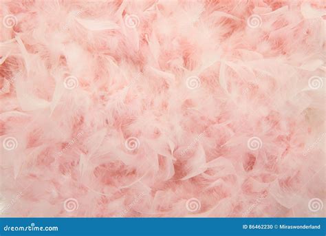 Pastel Pink Feathers From A Boa Stock Photo Image Of Backdrop Nature