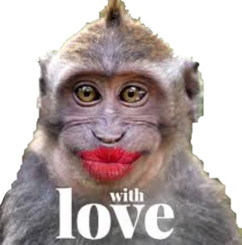 Download Transparent Monkey Monkeys Kiss Love Funny Funnymonkey