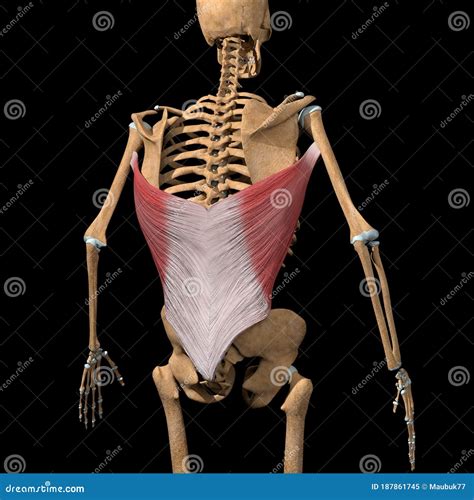 Human Latissimus Dorsi Muscles On Skeleton Royalty Free Cartoon