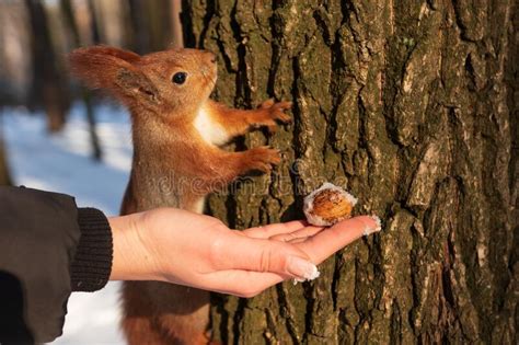 A Human Offers A Nut To A Squirrel In The Forest Stock Photo Image Of