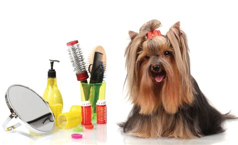 General comfort of your dog. Dog Grooming Tips - Doglers