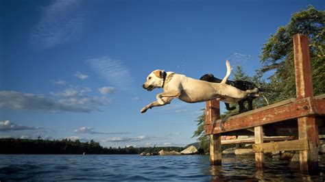 Собаки прыгают в воду обои для рабочего стола картинки фото