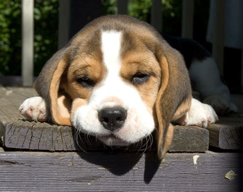 Sad Beagle Puppy Images Galleries With A Bite