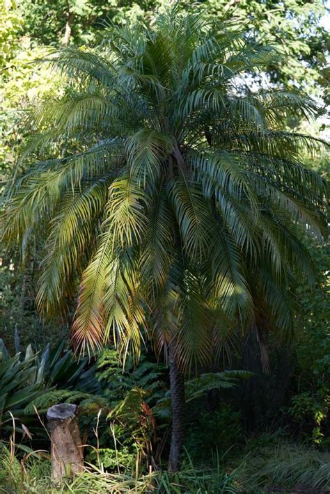 Phoenix Roebelenii Dwergdadelboom Dwarf Date Palm Miniature Date