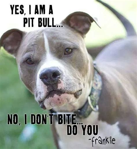 Pin On Pit Bull Mom