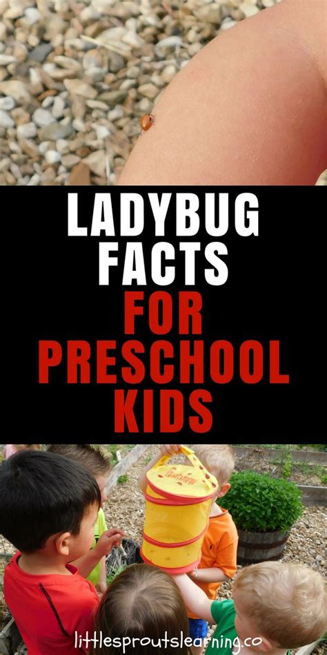 Ladybug Facts For Kids Artofit