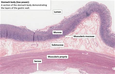 Stomach Layers Histology