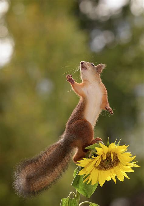 Red Squirrel Sciurus Vulgaris Standing Photograph By Geert Weggen Pixels