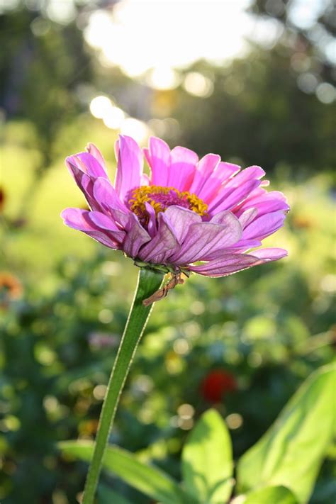 Black Unigryphons Modest Photos New Jersey Flower Garden