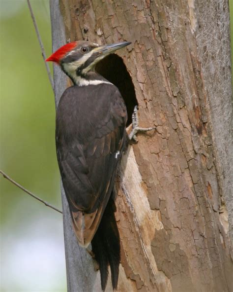 Pileated Woodpecker Putnam County Indiana 2006 Marty Jones Flickr