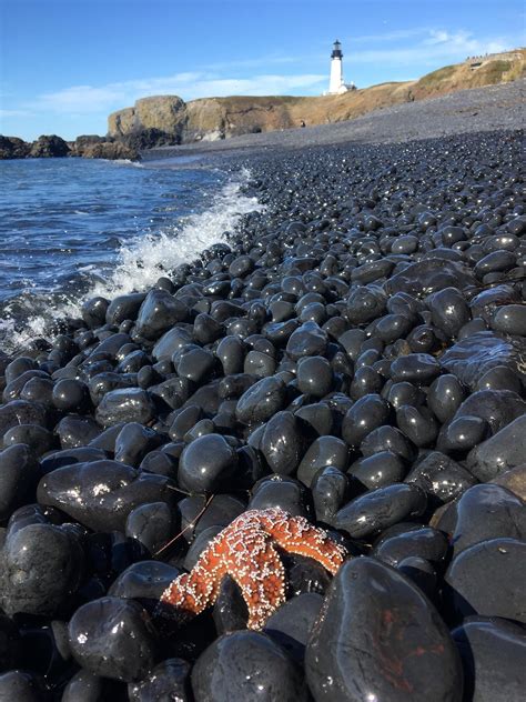 Starfish On Black Rock Beach Oregon Pics