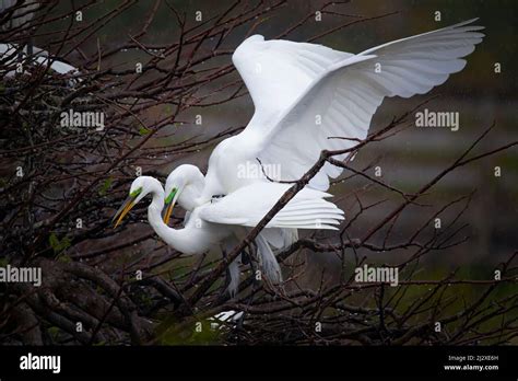 A Pair Of Great White Egrets Mating In Everglades National Park Stock