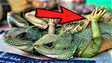 Worlds Most Endangered Reptiles Youtube