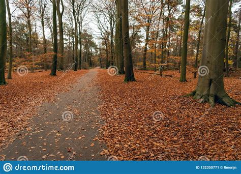 Path In A Forest With Beech Trees In The Fall Season Stock Image