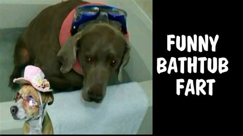 Funny Bathtub Fart Youtubes Viral Dog Fart Stinkers Youtube