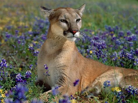 Wild Cats The Mountain Lion