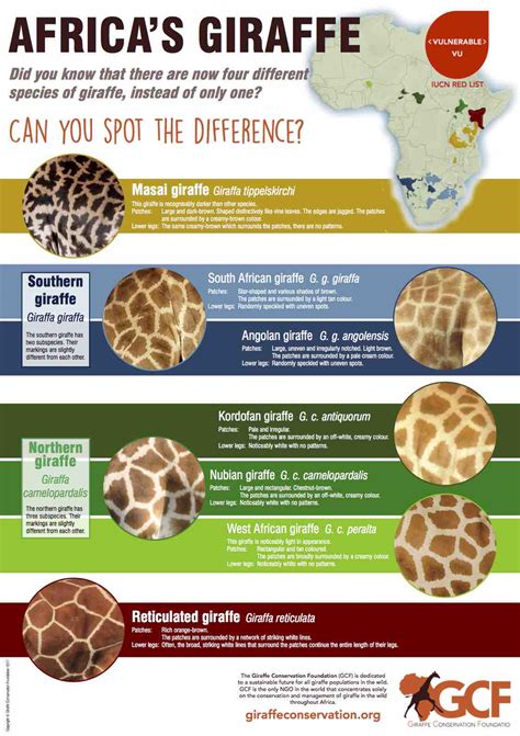 Open any of the printable files above by clicking the image or the link below the image. Poster: Giraffe coat patterns - Can you spot the ...