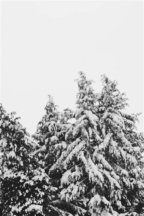 Free Images Landscape Tree Branch Cold Winter Black And White