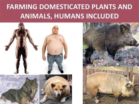 Of Human Domestication Evolutionary Biology And The Systems Law