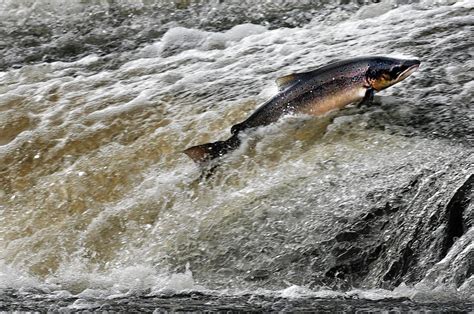 Us Group Warns Of Threat To Atlantic Salmon