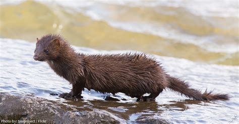Interesting Facts About Minks Just Fun Facts