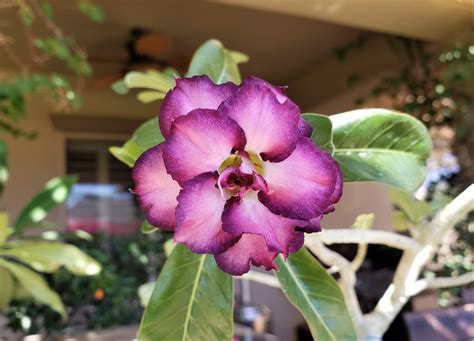 Arizona Adenium Purple Rose Adenium Aka Desert Rose — Write On Rubee