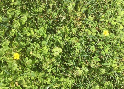 Identify Lawn Weeds With Little Yellow Flowers Kiwicare
