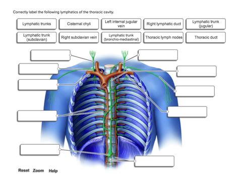 Solved Correctly Label The Following Lymphatics Of The Thoracic Cavity