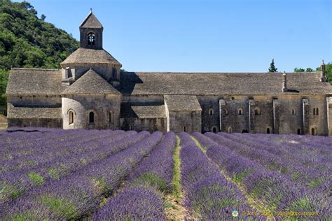 Abbaye De Sénanque Lavender Fields Cistercian Monastery Provence