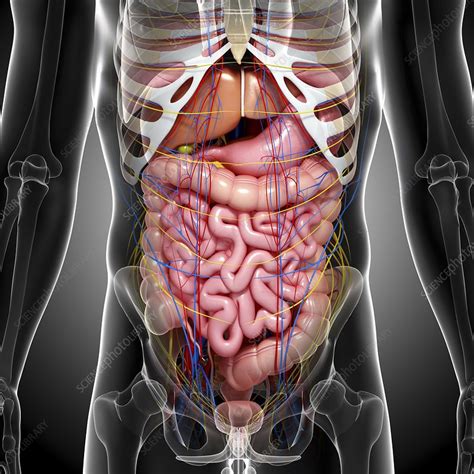 Prep for a quiz or learn for fun! Male anatomy, artwork - Stock Image - F006/0016 - Science Photo Library
