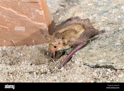 Pallid Bat Antrozous Pallidus Tucson Arizona United States April