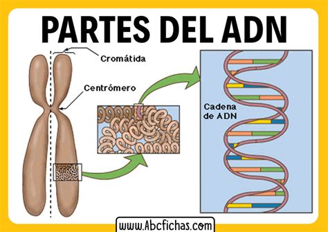 Componenetes Estructura Y Partes Del ADN