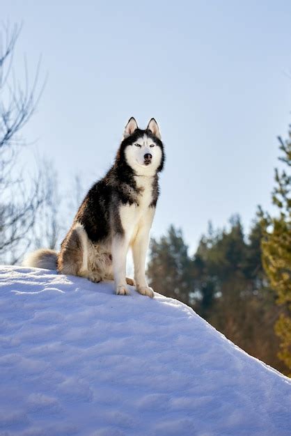 Premium Photo Portrait Cute Siberian Husky Dog In Sunny Winter Forest