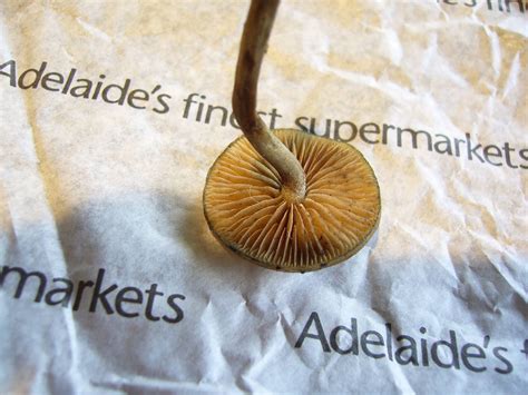 Id Request Adelaide Hills Update Mushroom Hunting And