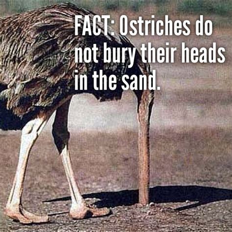 Ostriches Do Not Bury Their Heads In The Sand Giraffes Hippos And