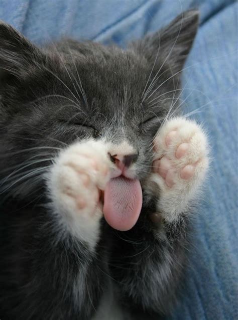 cute cats  tongue sticking  meow aum