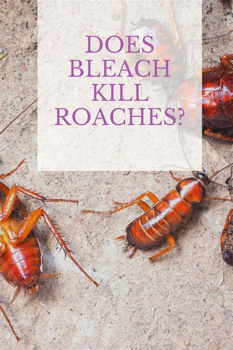 Roaches Bleach