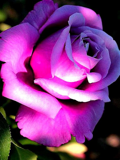 Pin By 📌 ️📌 Teresa Hughes 📌 ️📌 On Roses Beautiful Rose